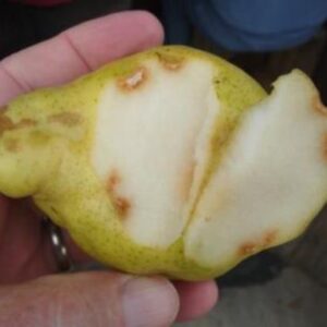 Brown marmorated stink bug damage to pear fruit.