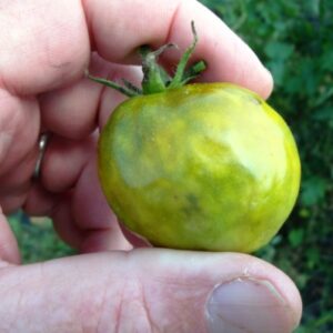 Brown marmorated stink bug damage on green tomato fruit.