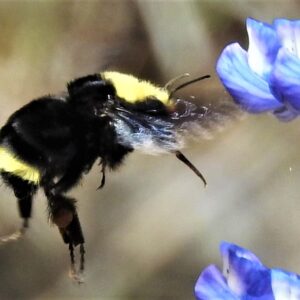 Yellow-faced bumble bee.