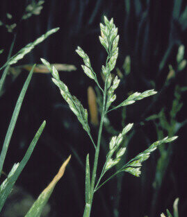 Annual bluegrass seed head.