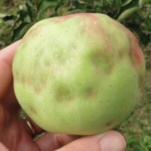 Brown marmorated stink bug damage to apple fruit.