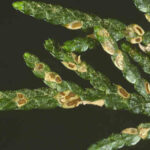 Arborvitae: Leaf blight | Hortsense | Washington State University