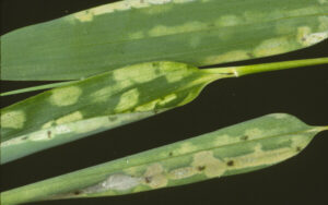 Bamboo: Bamboo spider mite | Hortsense | Washington State University