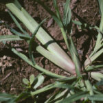 Weeds: Barnyardgrass | Hortsense | Washington State University