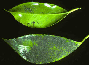 Camellia: Sooty mold (Black mold) | Hortsense | Washington State University