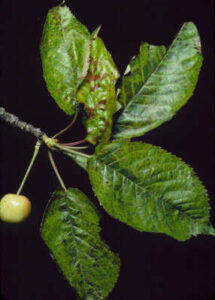 Cherry: Necrotic rusty mottle | Hortsense | Washington State University