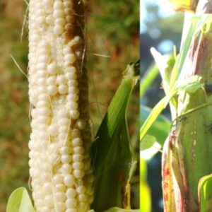 Brown marmorated stink bugs feeding on corn, damage to kernels.