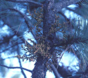 Common Diseases: Dwarf mistletoe | Hortsense | Washington State University