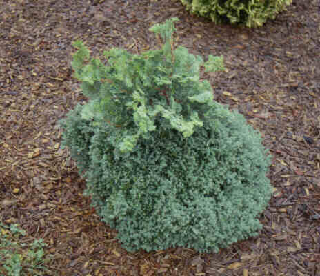 Spruce changing from needle-like to scale-like leaves.
