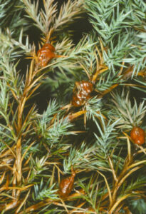 chaco juniper rust