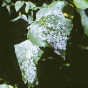 Powdery mildew on lilac.