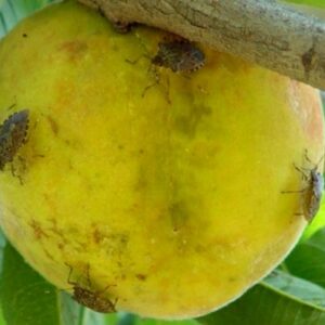 Brown marmorated stink bugs feeding on peach fruit.