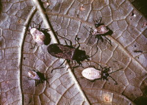 Cucumber, Pumpkin, Squash: Squash bug | Hortsense | Washington State ...