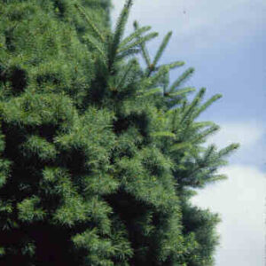 White spruce transitioning of needle form.