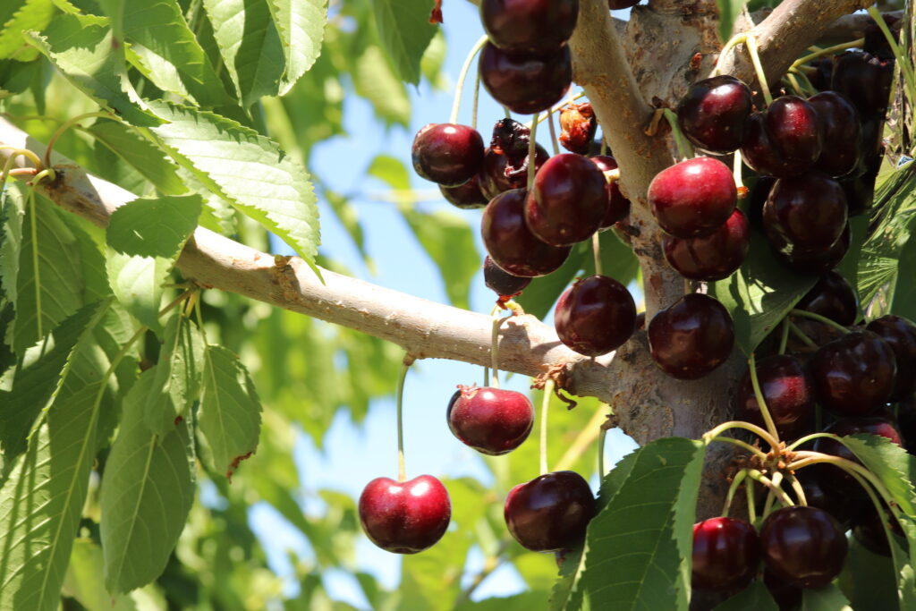 A new cherry cultivar on a tree.