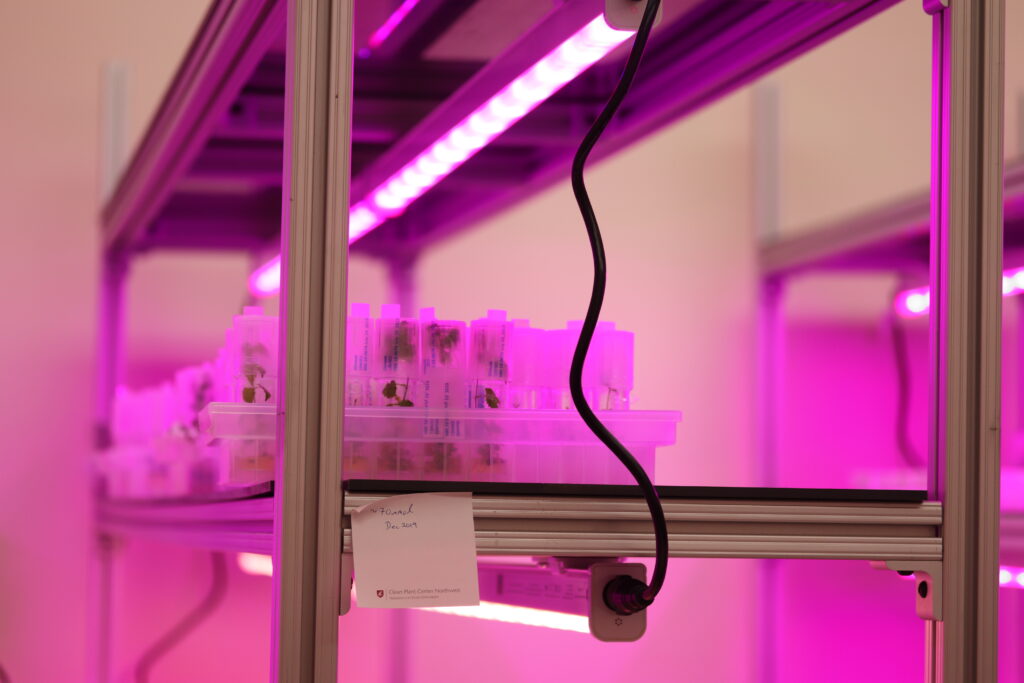 A shelf with growth lights on micropropagated plants.