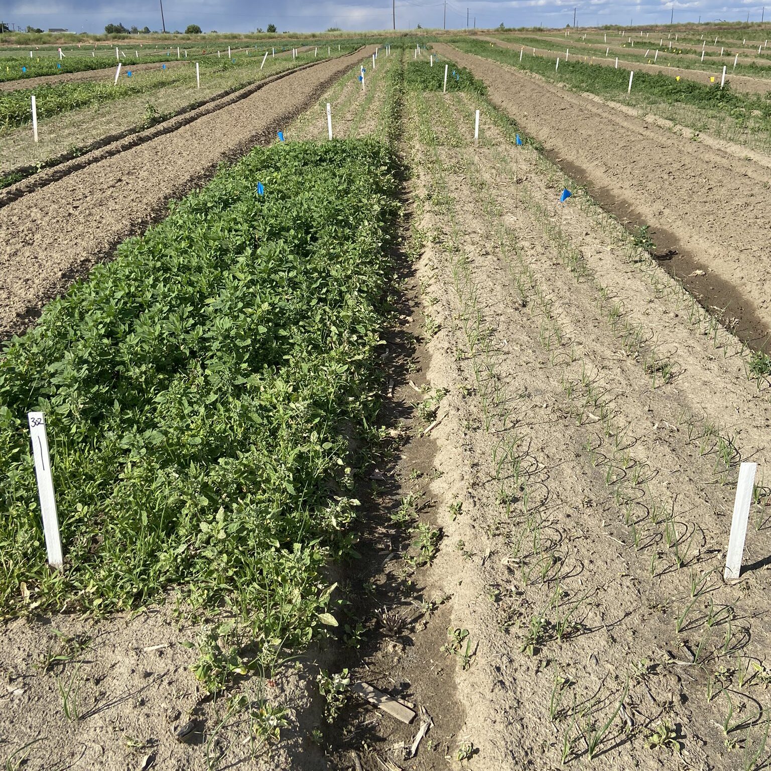 Row crops with one side being treated with herbicides and the other having not been treated. The treated side is almost entirely free of weeds whereas the side that was not treated is all weeds.