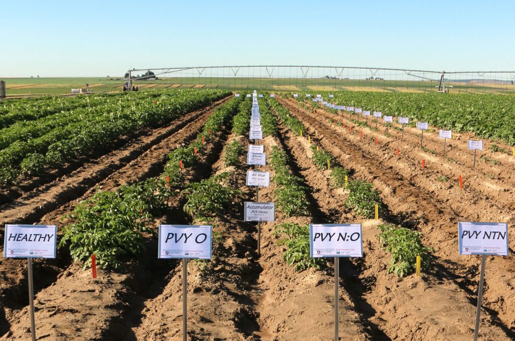 Research Farms Prosser IAREC Washington State University