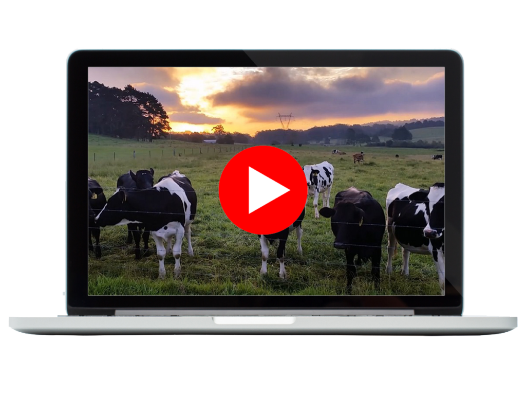 Laptop video with cows.