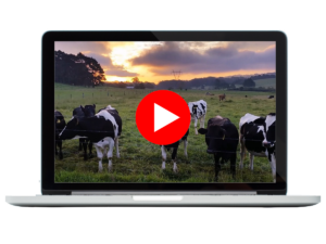 Laptop video with cows.