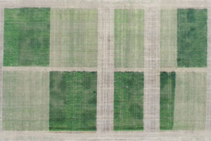 Aerial photo of cover crops.