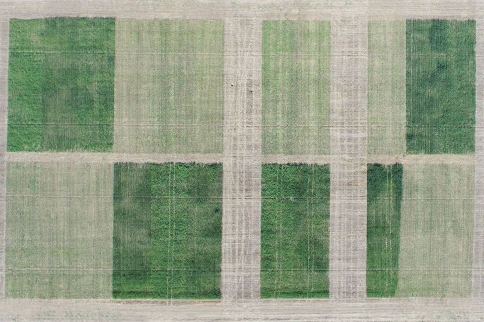 Aerial photo of cover crops.