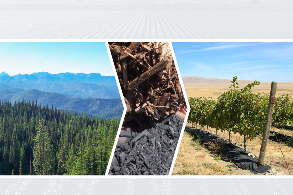 Graphic with image of forest, biochar, and crops.