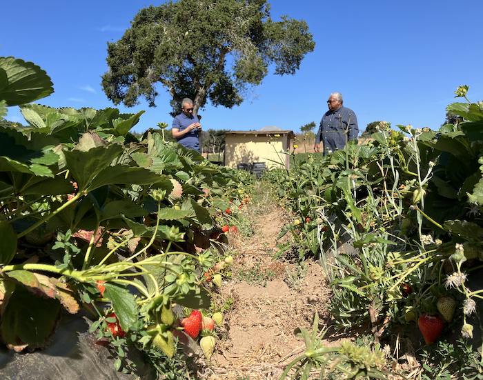 Low angle view of strawberries with two men examining berries in the background.