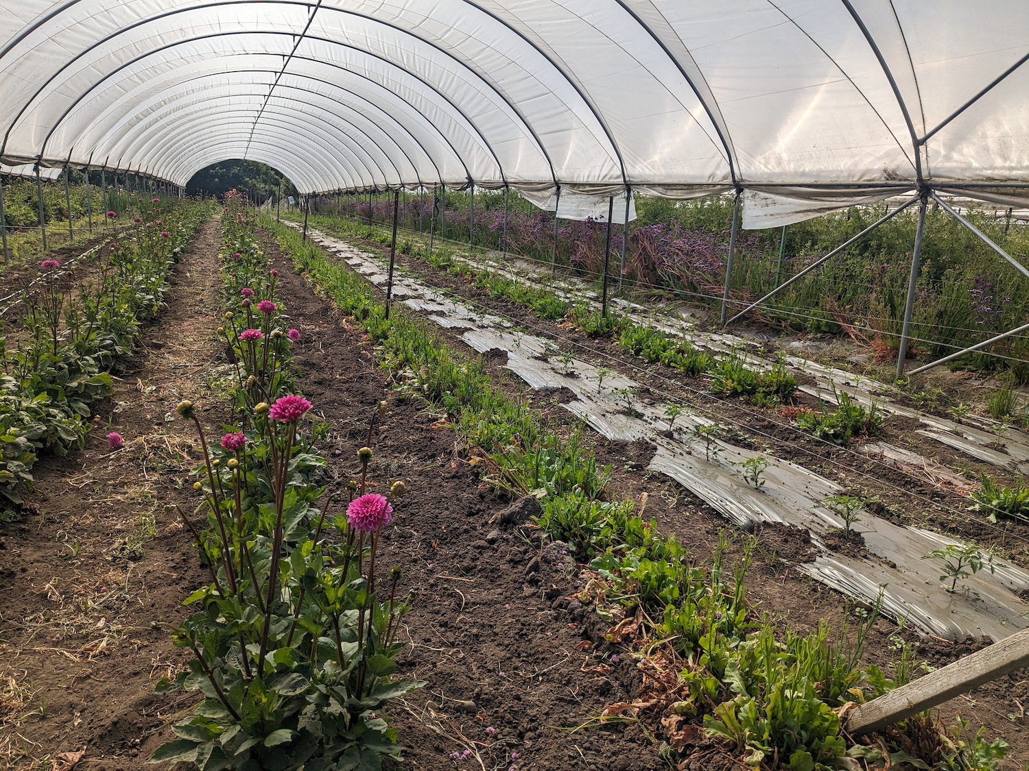 Flowers in a row in a high tunnel