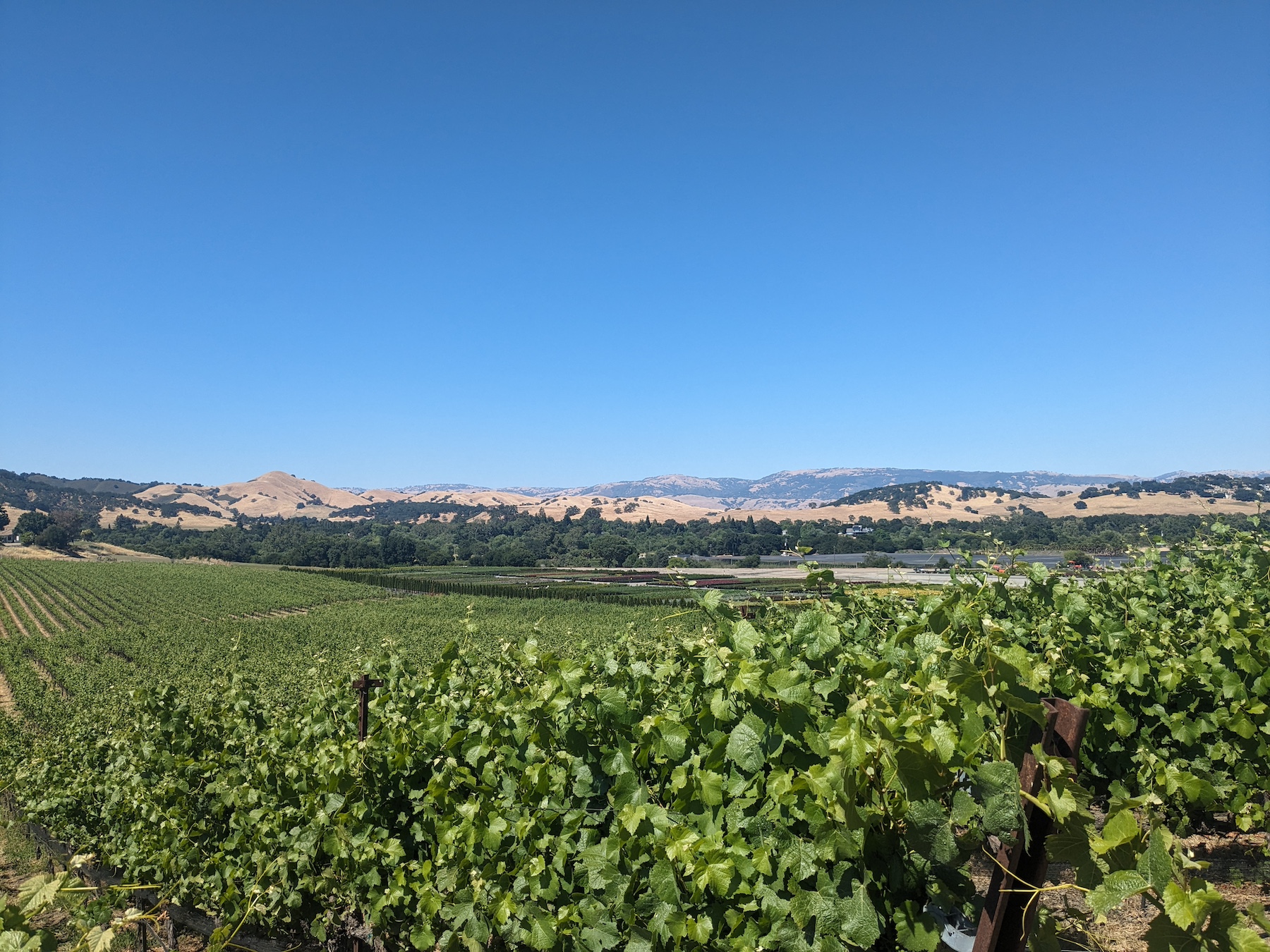 Vineyard through rolling hills with blue sky