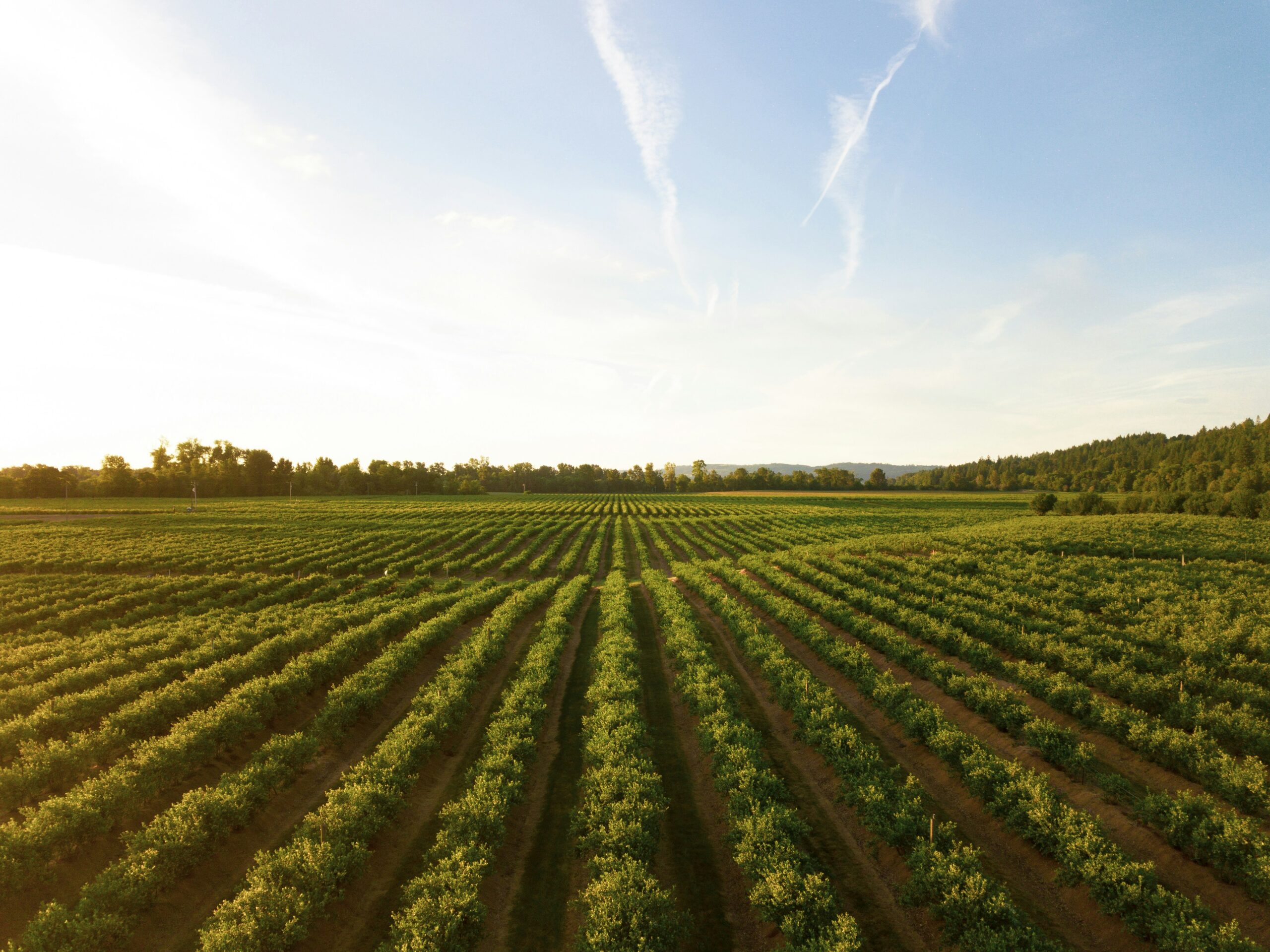 Aerial view over berry fields with a blue sky above