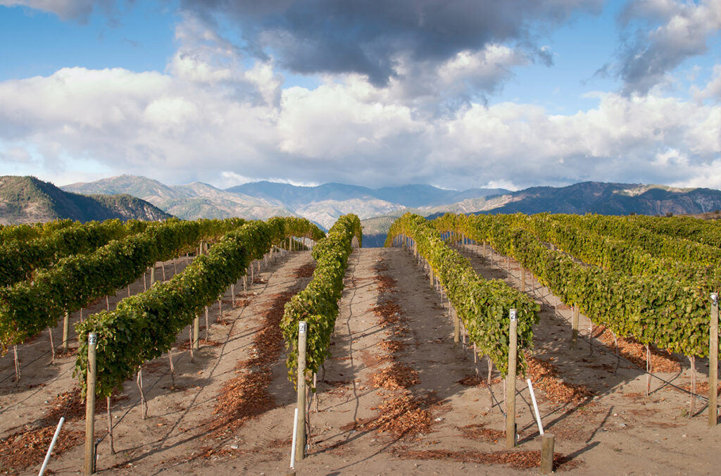 Orchard view across a hill