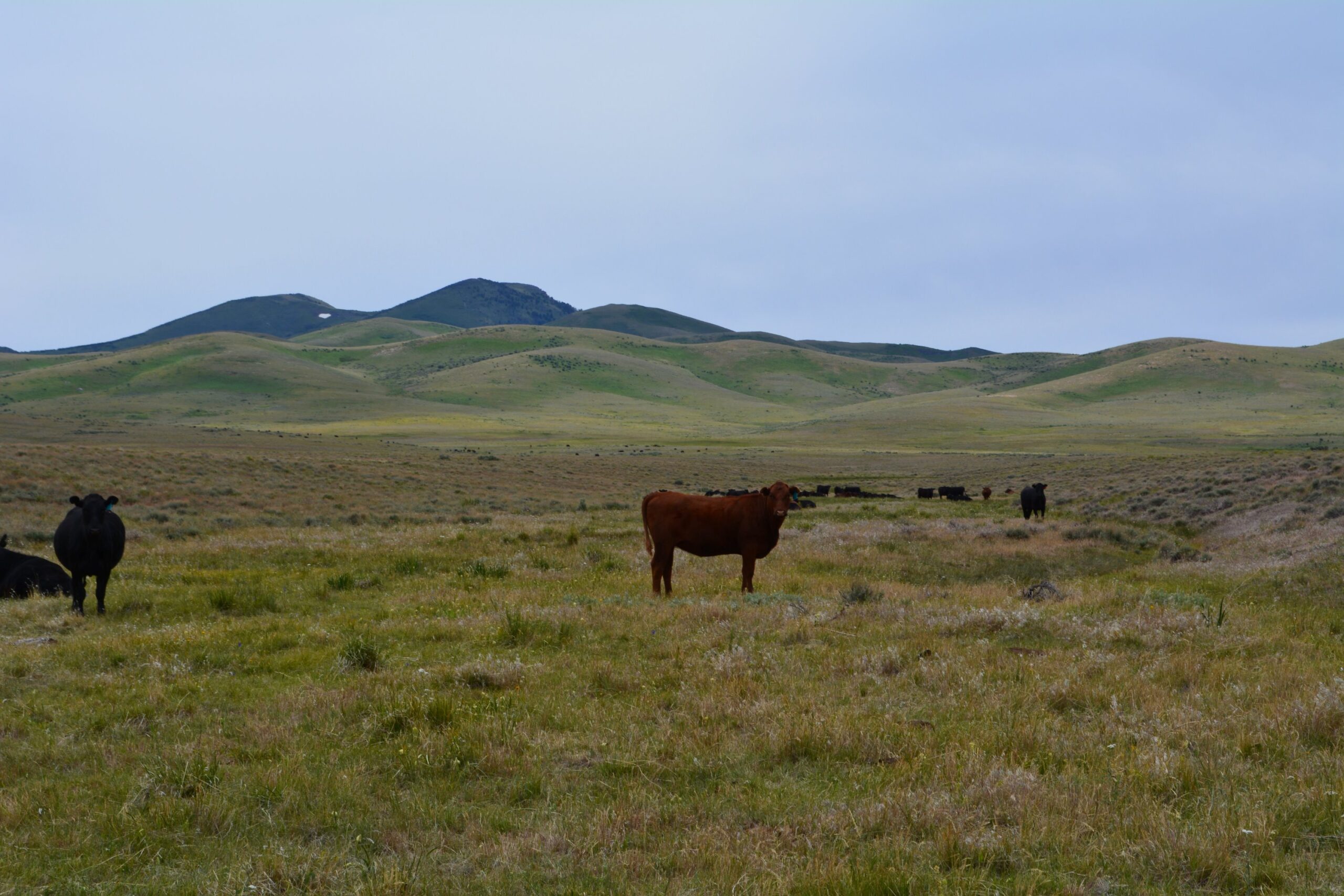 Cows in grazing in rangeland