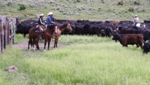 Two people on horses rounding up cattle