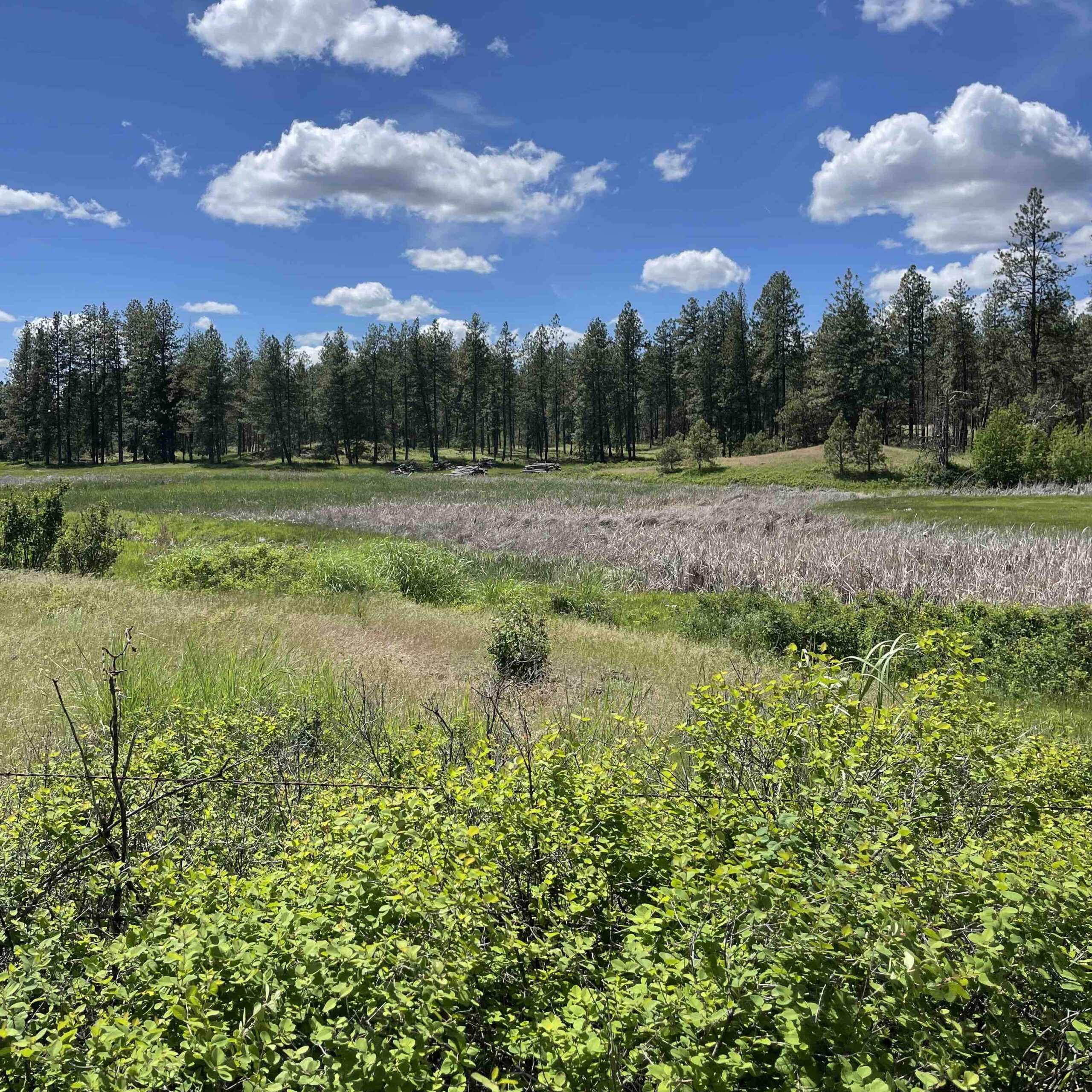Meadow in front of trees with a blue sky and fluffy clouds.