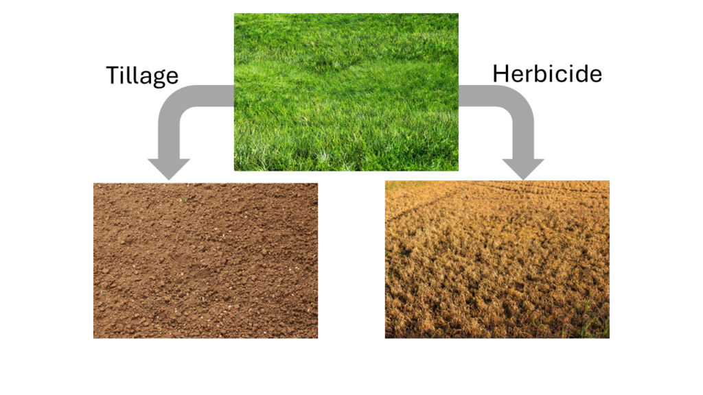Photos of living grass, grass killed by tillage and grass killed with an herbicide. Which is better?