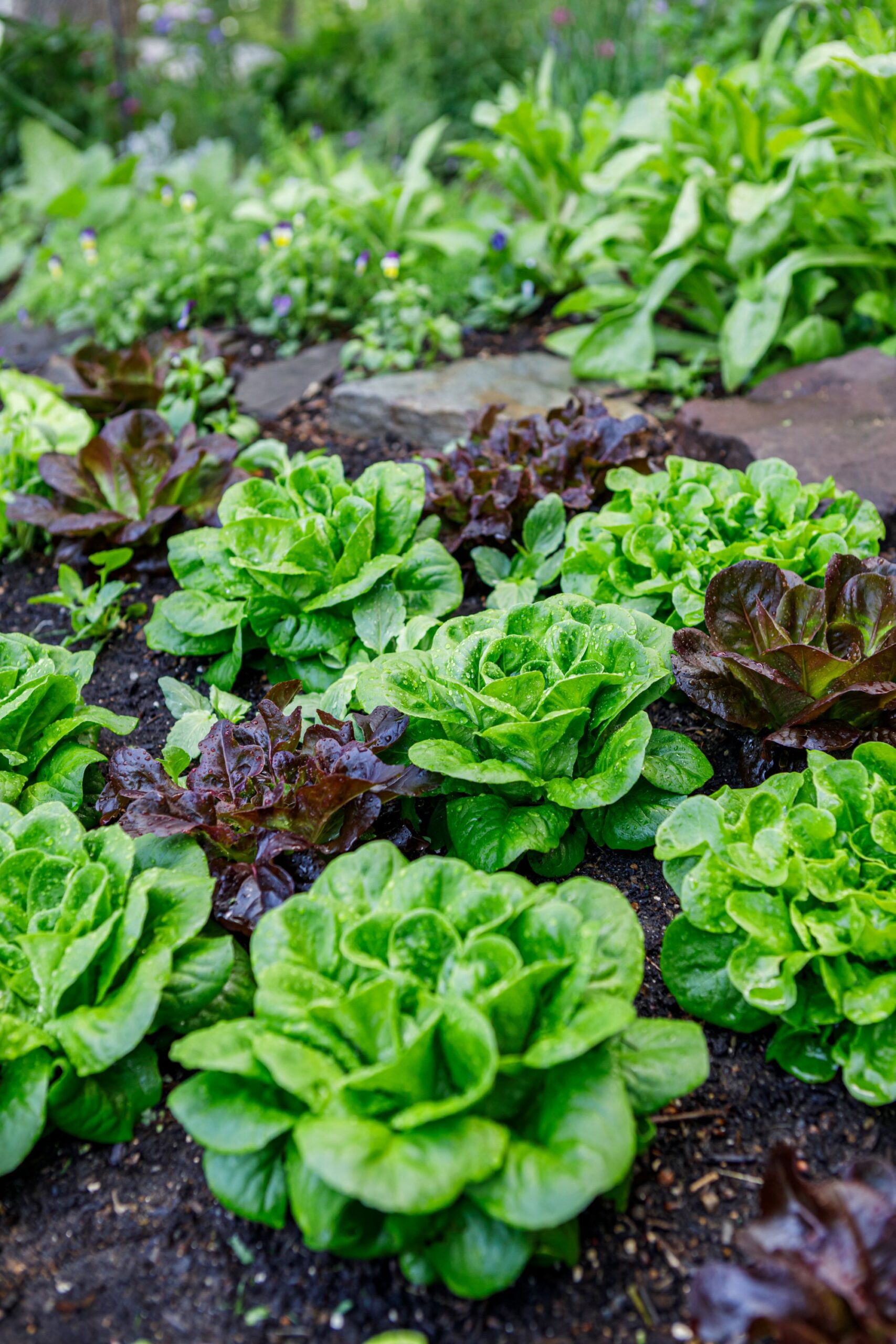 Lettuce in a field bed
