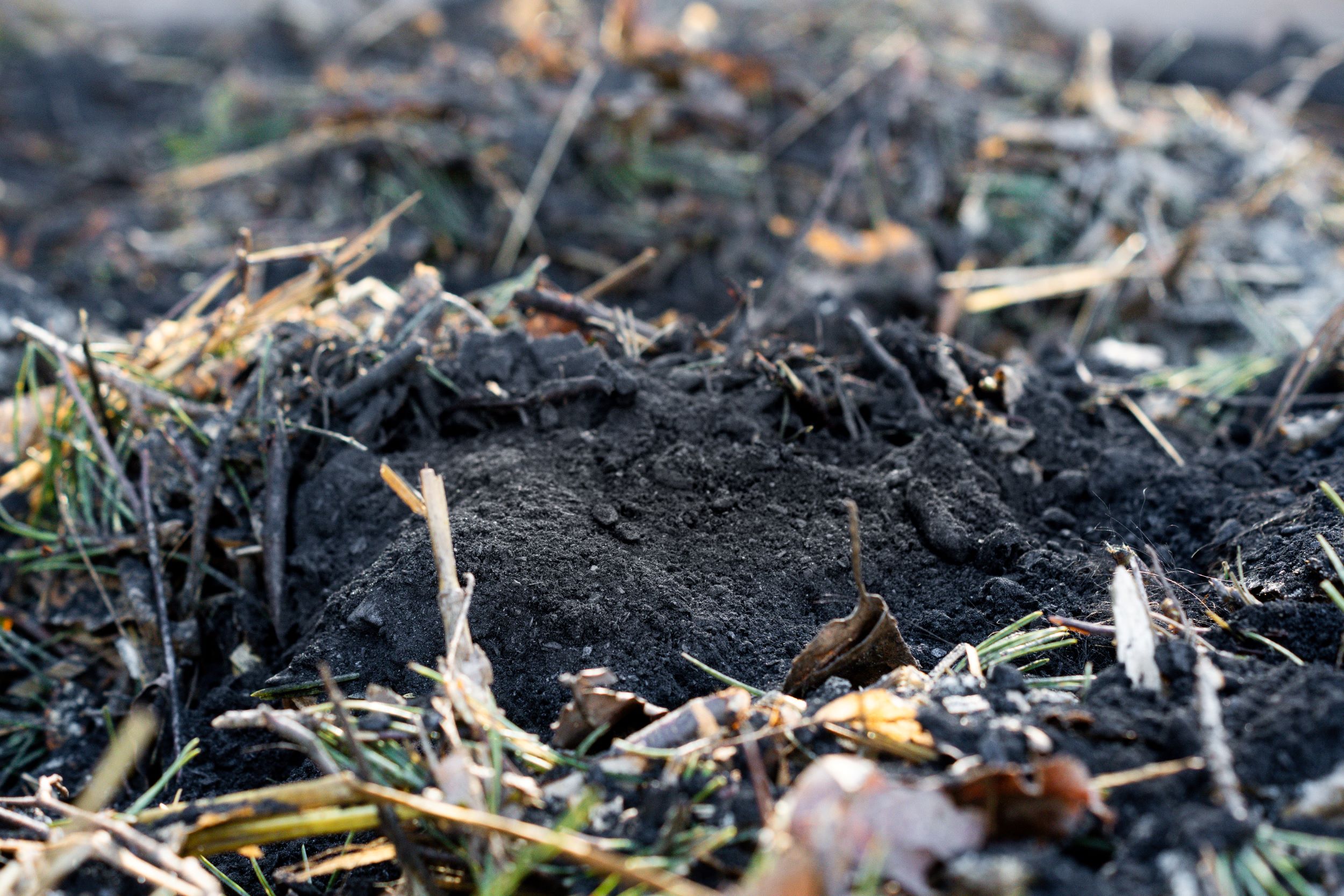 Biochar and compost mixed into soil