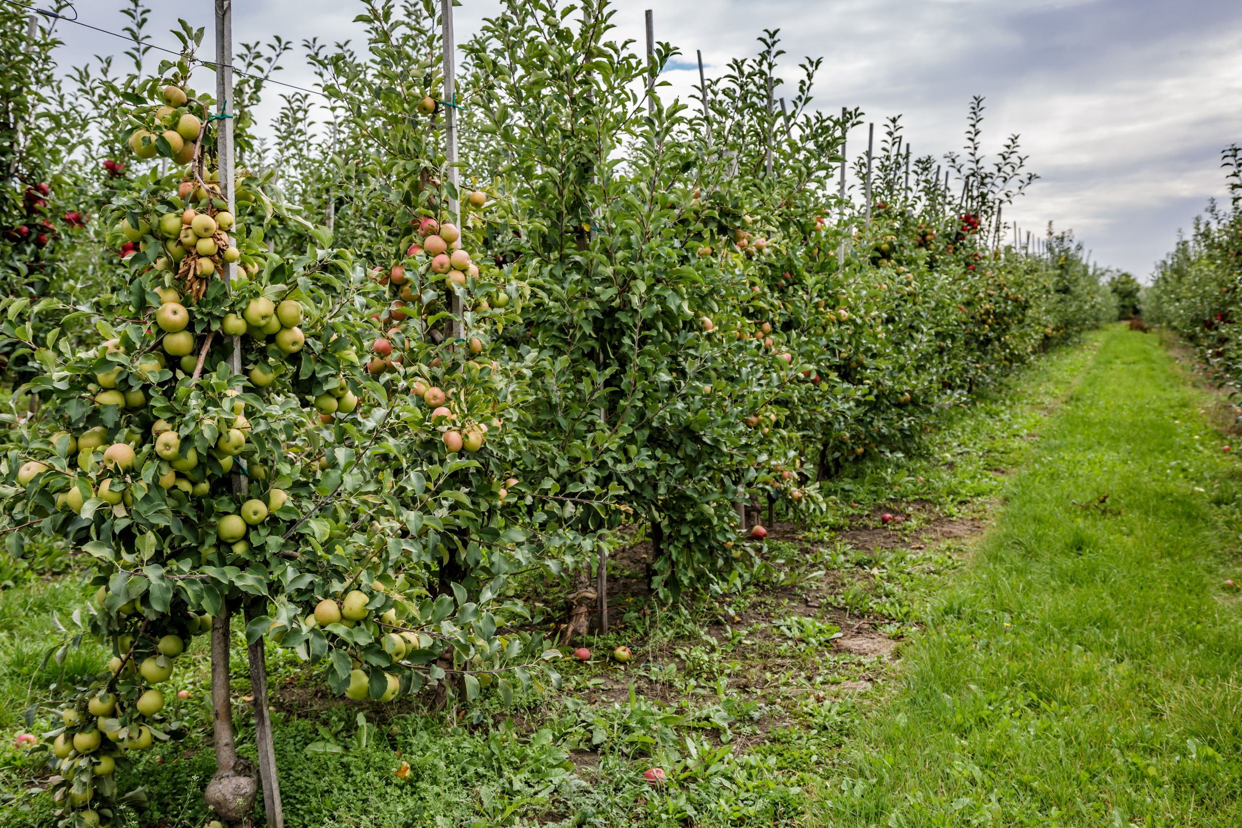 Apple trees bearing fruit