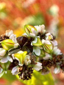 Close up of buckwheat flowers