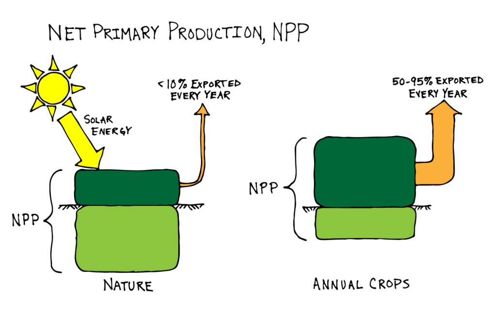 Net primary productivity differs between cropped and natural systems because cropped exports more biomass