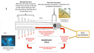 The rhizophagy cycle showing the microbes exiting root hairs, microbes recharging with nutrients in the rhizosphere, microbes entering root cells carrying nutrients from the soil, and nutrients extracted from microbes by reactive oxygen. Then the process begins again.
