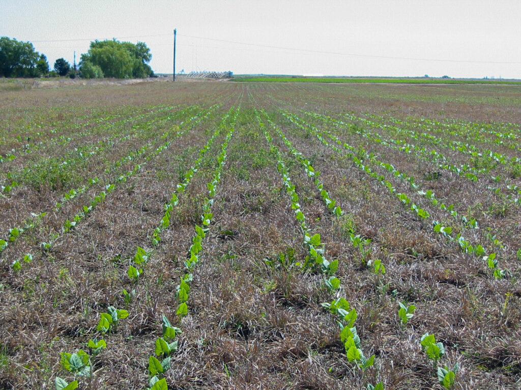 True Ground Common Ground: A Narrow Organic Vision of Regenerative Agriculture ...
