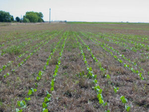 A field of brown stubble with small green plants growing in neat rows through the stubble.