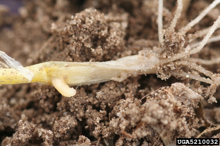Roots of a corn plant on its side with a yellow corn maggot poking out of the side of the plant stalk.