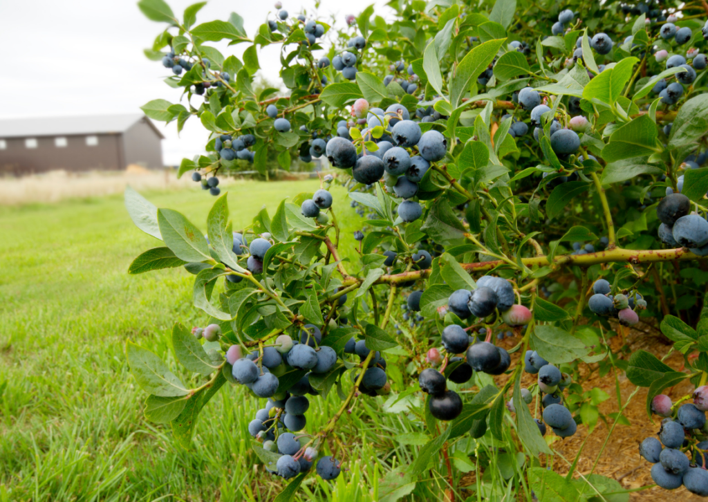 Blueberry bush with unfocused grass barn in background.
