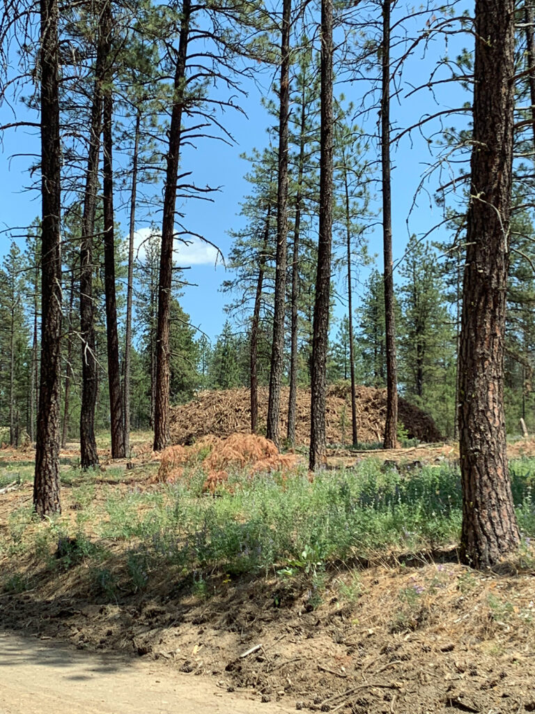 Enormous pile of forest residues in an arid forest.