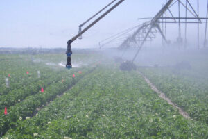 Sprinklers in a field on a sunny day.