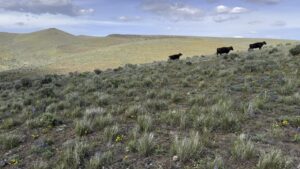 Rangelands in eastern Washington. (Photo: Tip Hudson, Washington State University)