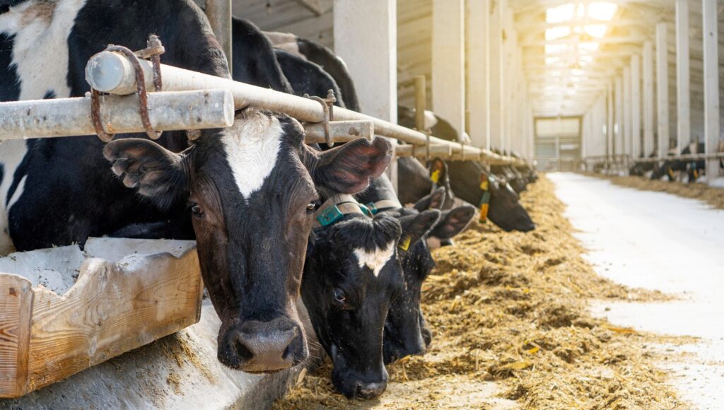 Dairy cows eating feed in a barn.